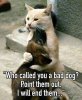 zbigbrothercat.jpg
