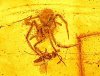100-Million-Year-Old Spider Attack Preserved in Amber.jpg 100-Million-Year-Old Spider Attack Preserved in Amber.jpg