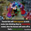 female-fish-fake-orgasms-too_Signature.jpg female-fish-fake-orgasms-too_Signature.jpg