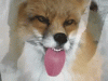 giphy (13).gif