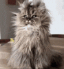 upload_2020-3-10_19-39-42.gif