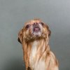 dog1.jpeg
