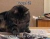 cat-found-it-another-home-for-the-dog.jpeg