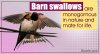 1200-605840-barn-swallow-bird-facts.jpg