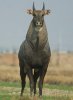 Blue Bull.jpg