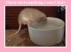 A 1 A A BOX BABY RAT GINGER SNAP PORT 1A.jpg