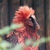 The bearded vulture.jpg