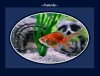 A 1 A A GOLDFISH FANNIE 1.jpg
