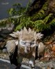 Himalayan Griffon Vulture showing off its fake eyes.jpg Himalayan Griffon Vulture showing off its fake eyes.jpg