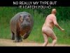Hippo .jpg