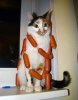 sausage-cat.jpg