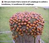 FB_IMG_1626075493357.jpg
