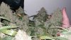 Bigbudz.jpg