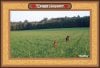 A 1 A A DOGS SHILO & SIENNA IN LARGE HAY FIELD 1.jpg