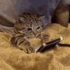 tenor (2).gif