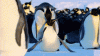 obtail-max-1mb.gif