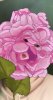500DF61B-C5CD-456B-9B60-2FBDC135C573.jpeg