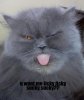 lolcatsdotcomivojtt66dx0znsq3.jpg