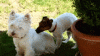 ezgif.com-gif-maker.gif