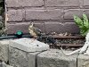 28EEE520-BCC8-4659-A407-D21A690D9745.jpeg
