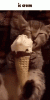 cat-ice-cream.gif