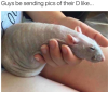 dickrat.png