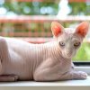 sphynx-cat-breed-info.jpg