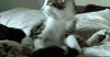 0YMUXg4 (1).gif