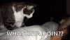 cat-wake-up.gif