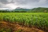 Field-sugarcane-St-George-Parish-Barbados.jpg