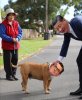 Dan dog.jpg