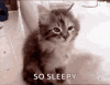 IMG_8071.gif IMG_8071.gif