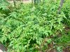 IMG_0198.jpeg