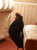 upload_2024-11-9_18-25-8.gif