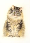 maine-coon-cat-bonnie-rinier.jpg