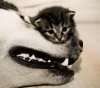 kiten-vs-dog.jpg