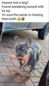 dildodog.webp