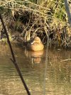 IMG_8584.jpeg