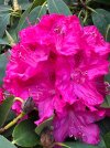 IMG_9233.jpeg