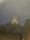 IMG_6590-compressed.jpeg