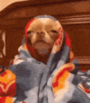 1000093850.gif