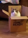 emmkitty1.jpg