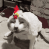 1000007074.gif