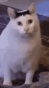 1000033473.gif