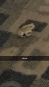 IMG_9674.jpeg