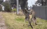 1000014172.gif