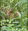 IMG_5526.jpeg