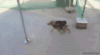2AD27594-B3E5-48EF-8A93-E6B3208B80EB.gif