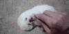 1393275877678653_animate.gif