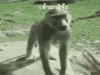 tenor.gif